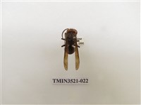 藏品(黃腳虎頭蜂)的圖片